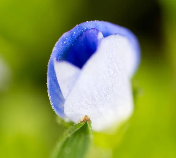 Pequena flor azul na natureza. macro — Fotografia de Stock