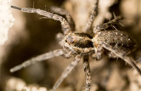 Spinne auf dem Boden im Freien. Makro — Stockfoto