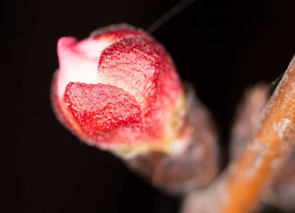 Flor roja de interior en un árbol. macro —  Fotos de Stock