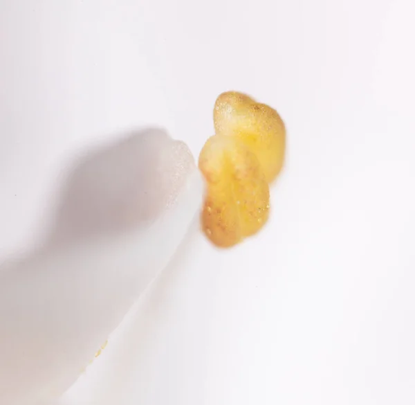 Geel stuifmeel in een witte bloem. Macro — Stockfoto