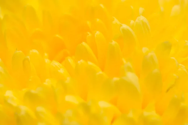 Flor de crisântemo amarelo como fundo. fechar — Fotografia de Stock