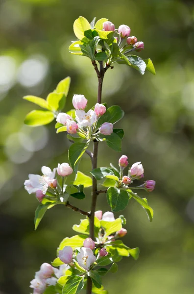 Hermosas flores en el manzano en la naturaleza — Foto de Stock