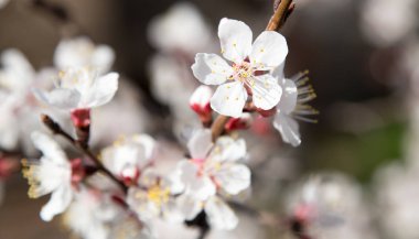 doğa ağacında çiçekler