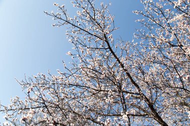 Mavi gökyüzüne karşı ağaçtaki çiçekler