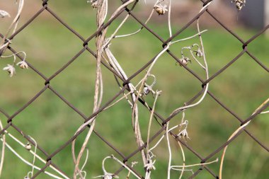 bir metal çit bir zemin olarak üzerinde kuru dağcı