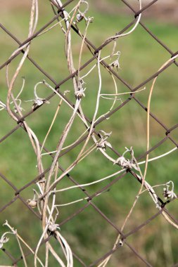 bir metal çit bir zemin olarak üzerinde kuru dağcı