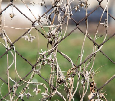 bir metal çit bir zemin olarak üzerinde kuru dağcı