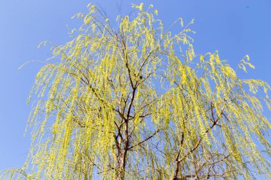 Ağaçtaki çiçekler doğadaki söğüt ağacında