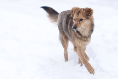 Kışın açık havada çalışan köpek