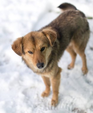 köpek portre Kışın açık havada