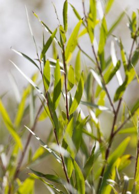 doğada ağaç yapraklarını