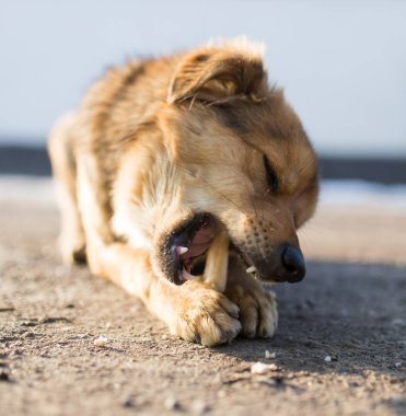 köpek kemik doğada gnaws.
