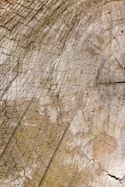 arka plan olarak doğada güdük