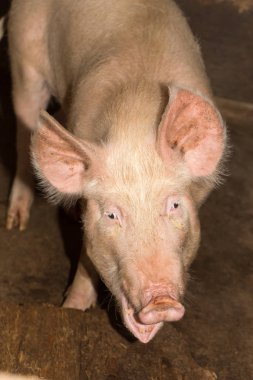 Domuz çiftliği portresi