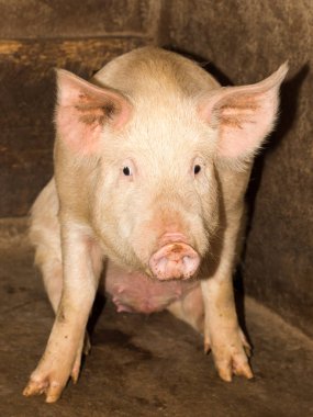 Domuz çiftliği portresi