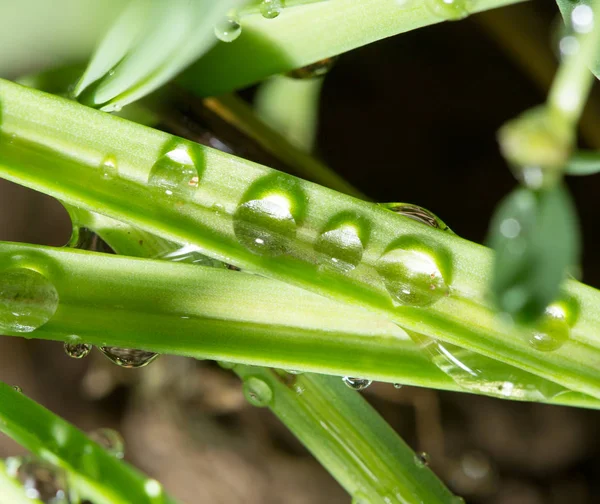 Drops of dew on the green grass. close — Stock Photo, Image