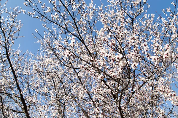 Flores en el árbol contra el cielo azul — Foto de Stock