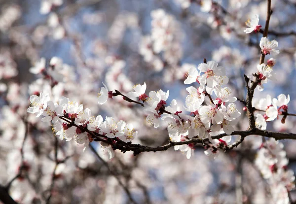 Blumen auf dem Baum in der Natur — Stockfoto