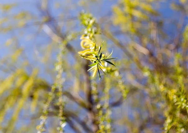 Flores en el árbol en el sauce naturaleza — Foto de Stock