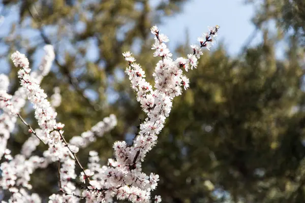 Blumen auf dem Baum in der Natur — Stockfoto
