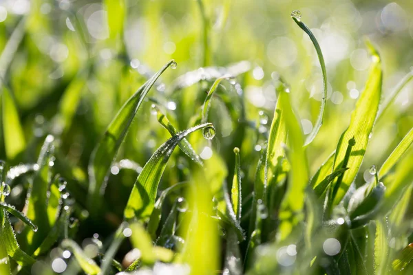 Dauwdruppels op het groene gras — Stockfoto