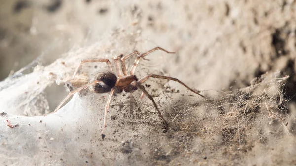 Павук в підвалі — стокове фото
