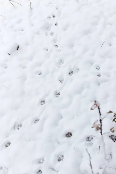 Huellas de perro en la nieve —  Fotos de Stock