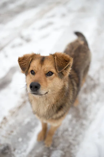 Ritratto del cane all'aperto in inverno — Foto Stock