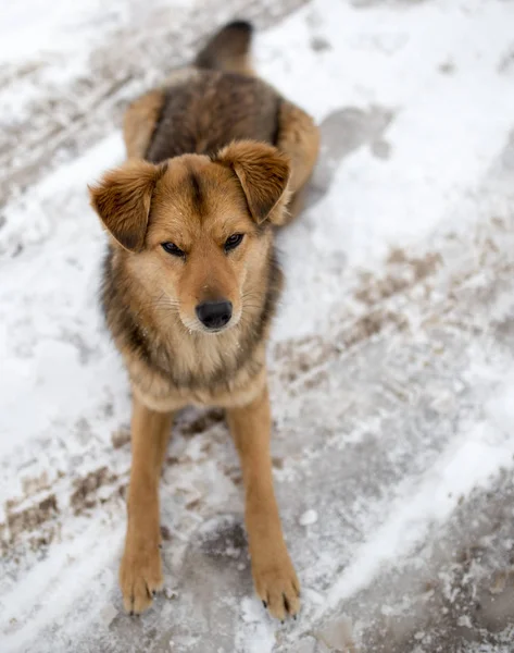 Portrait de chien en plein air en hiver — Photo
