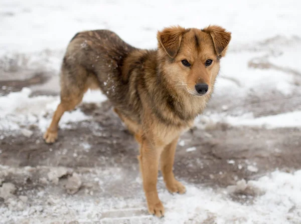 Ritratto del cane all'aperto in inverno — Foto Stock