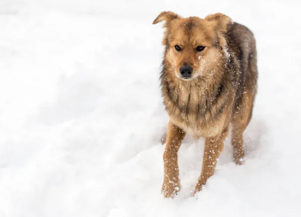 Cane che corre all'aperto in inverno — Foto Stock