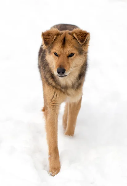 Собака бегает на открытом воздухе зимой — стоковое фото