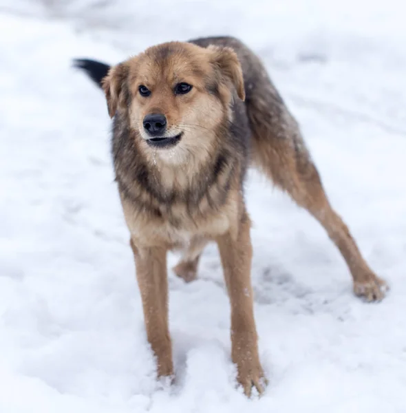 Portret van de hond buiten in de winter — Stockfoto