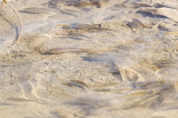 Peces a través de la superficie del agua en la naturaleza . — Foto de Stock