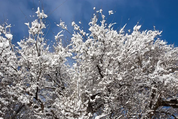 Ağaçta kar var Mavi Gökyüzüne karşı — Stok fotoğraf