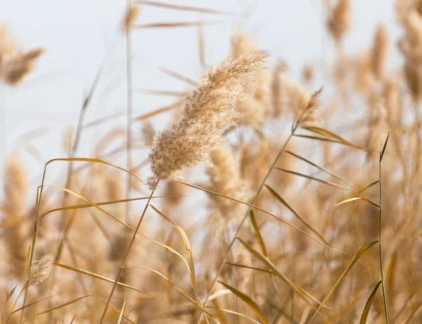 Gele riet in de natuur in de herfst — Stockfoto