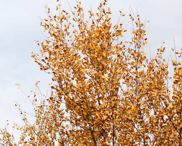 Foglie gialle sugli alberi autunnali come sfondo — Foto Stock