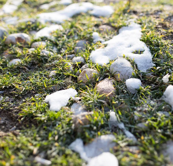 Nieve en la hierba verde en la naturaleza —  Fotos de Stock