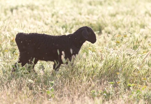 Ovejas en el pasto — Foto de Stock