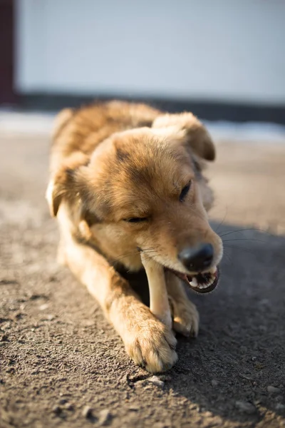 Perro roe un hueso en la naturaleza — Foto de Stock