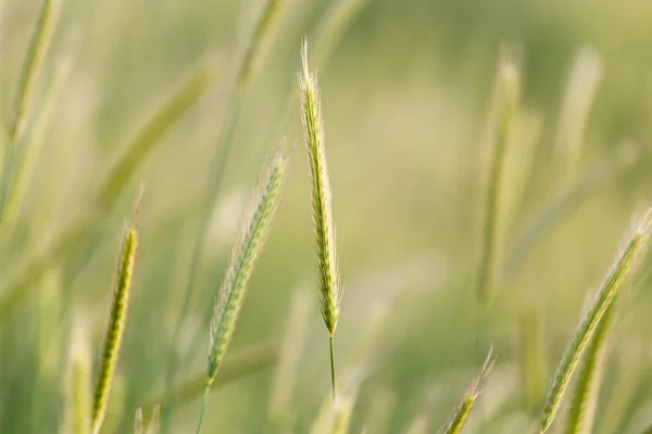 Espigas de trigo sobre la naturaleza — Foto de Stock