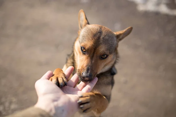 Cão doninha mão na natureza — Fotografia de Stock