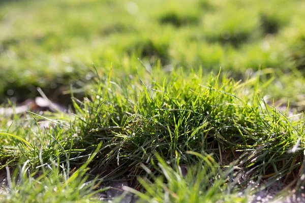 Lente groen gras op de natuur — Stockfoto