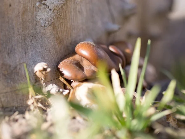 Funghi di ostrica su un ceppo di albero in natura — Foto Stock