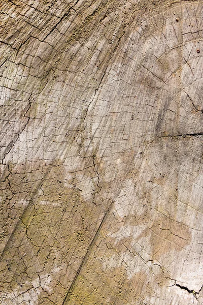 Stump in nature as a background — Stock Photo, Image
