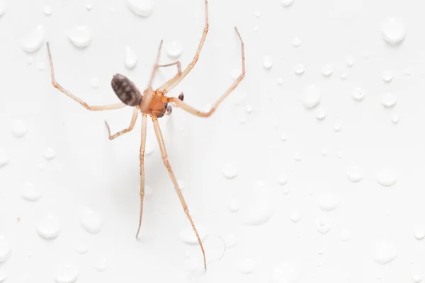 Araignée sur fond blanc avec gouttes d'eau — Photo