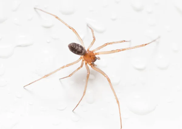 Spinne auf weißem Hintergrund mit Wassertropfen — Stockfoto