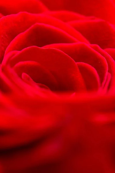 Červené okvětní lístky růží jako pozadí. makro — Stock fotografie