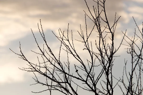 Ramos nus de uma árvore ao sol nascente — Fotografia de Stock