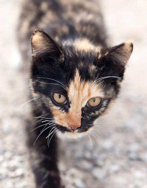 Gatito en la naturaleza — Foto de Stock